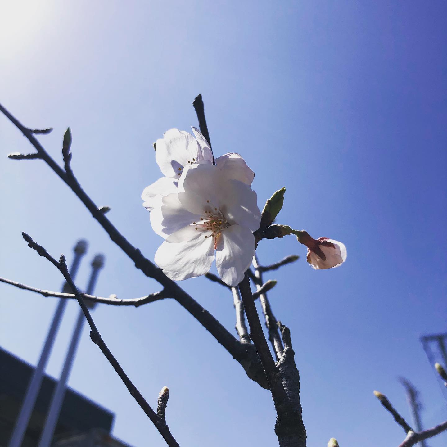 うちにも春が。桜の成長、、の前に人が成長する仕組みが出来ているか。。うーん、桜もうちもこれからだ。ワクワク。
