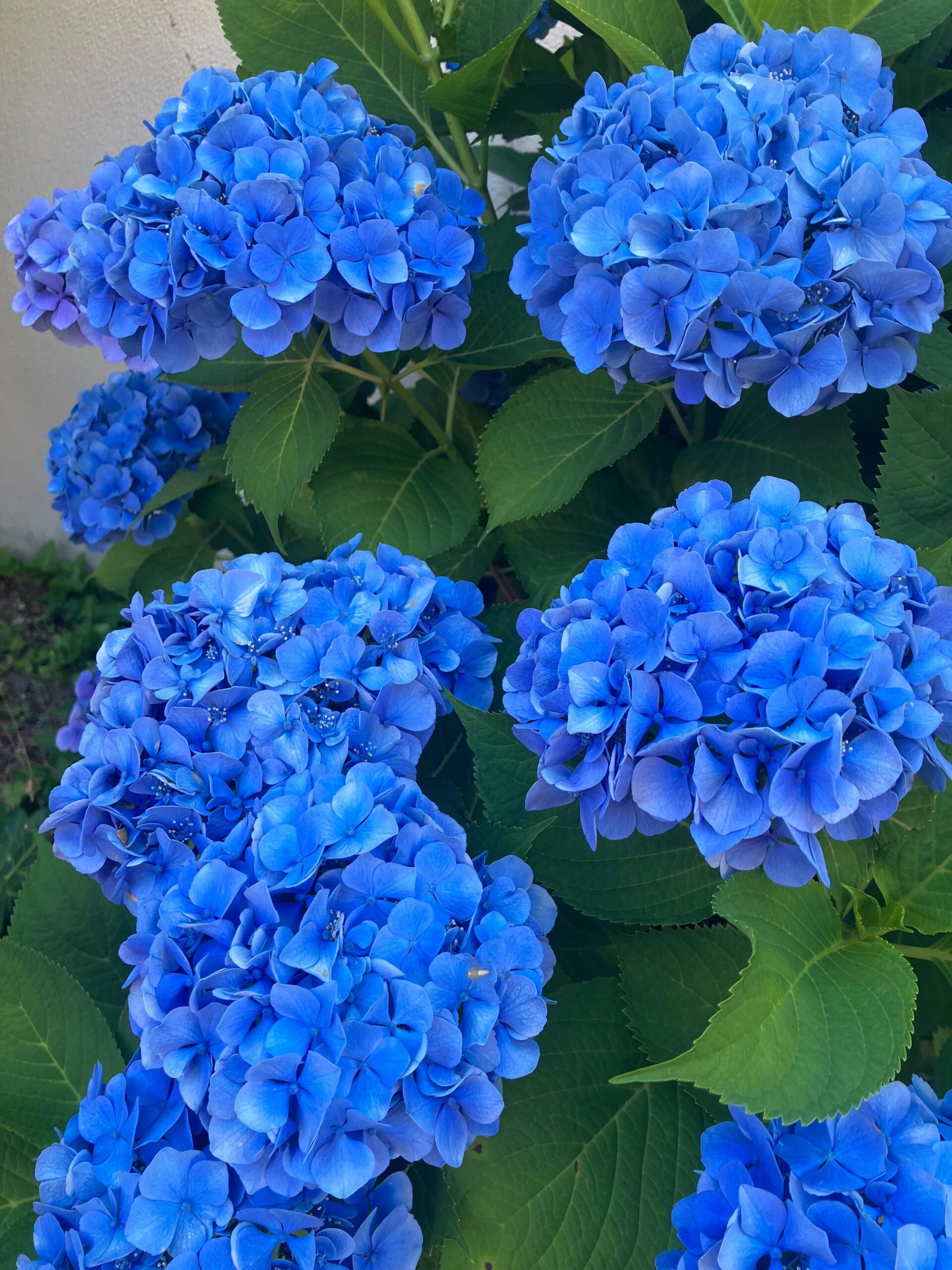 【本社に青いアジサイと珍客が】紫陽花の花言葉の一つでもある「辛抱強い」。今まさに求められていると感じてます。でもこの紫陽花の花言葉。父と母を本当によく表しています。あと、事務所内にカワイイお客さんが。昔はよく山に取りに連れってもらったけど、今は触ることすら出来ませんが何か。。(￣▽￣)